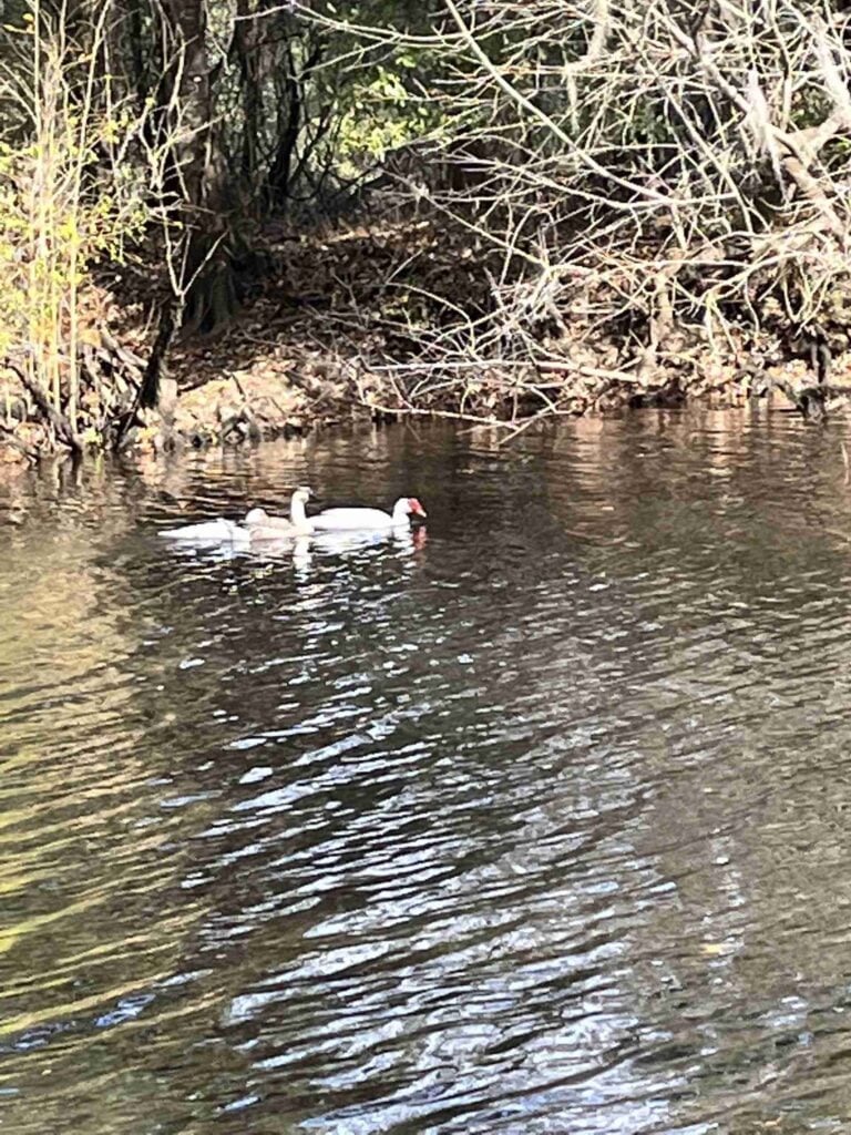 Coleman Lake Campground